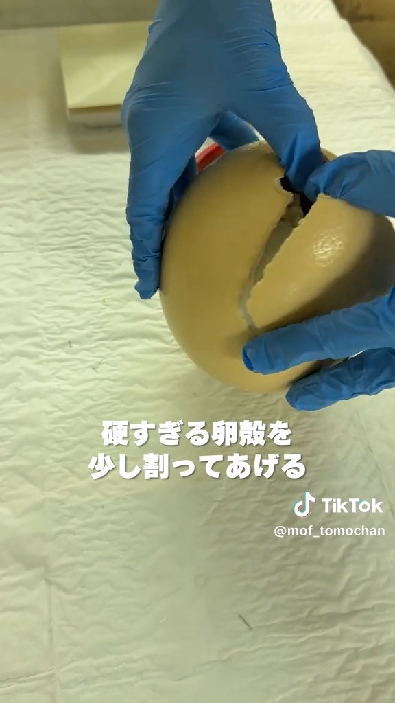 少し手でこじ開けてあげます