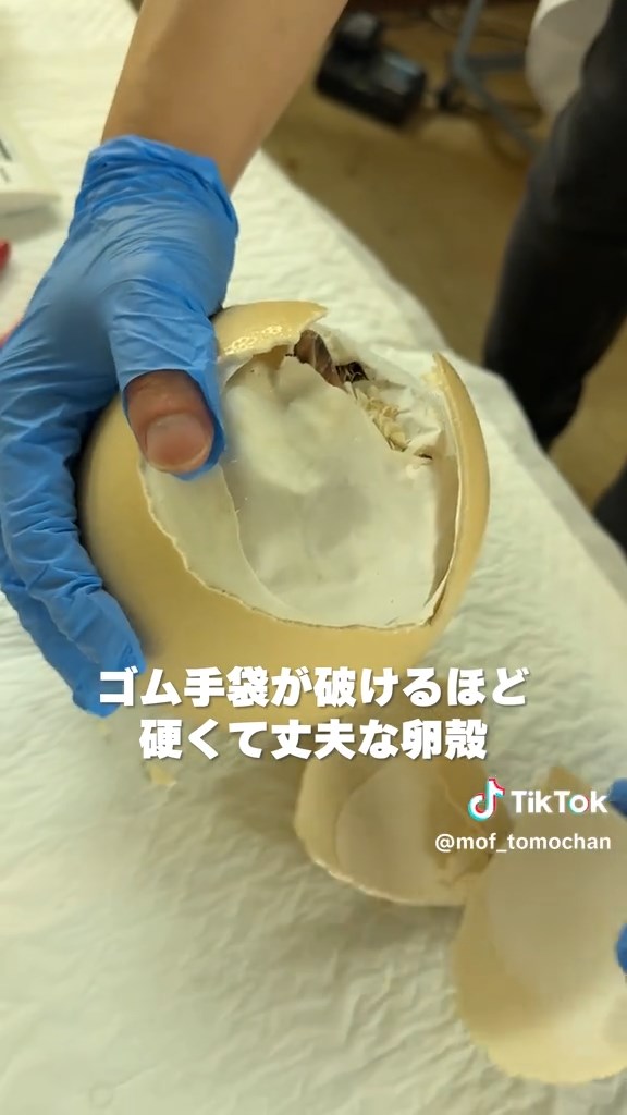 卵殻でゴム手が破けてしまいました