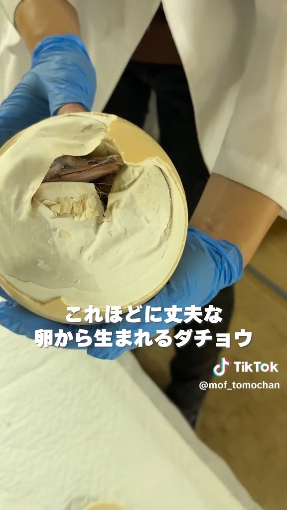 クチバシが露出したところでお手伝いは終わり