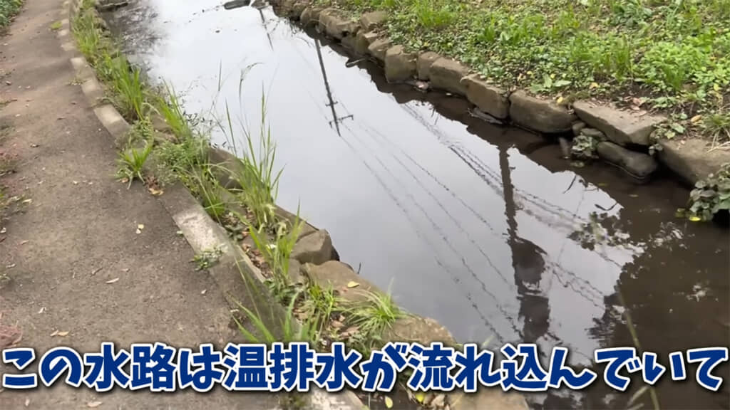 温排水が流れ込む水路にやってきました