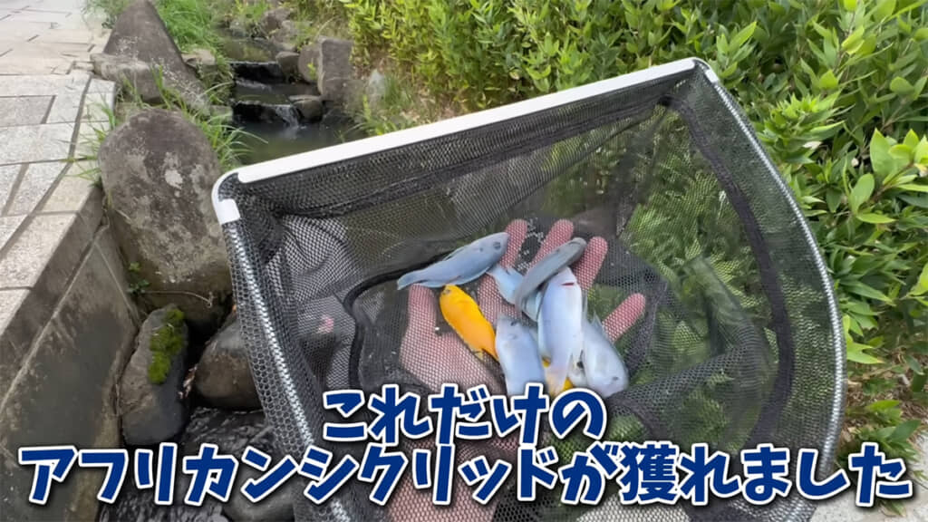 1時間でたくさんのアフリカンシクリッドを捕獲
