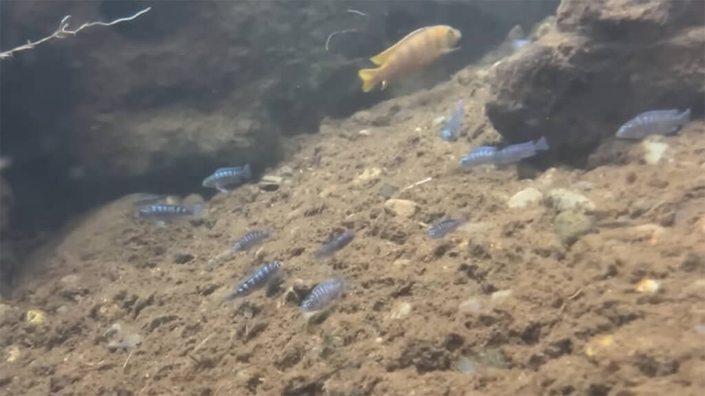 水中には外来種と思われる魚の姿が……！