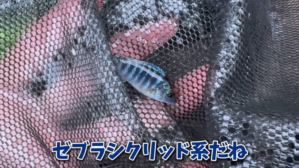 こちらの水路にいるのは、ゼブラシクリッドでした