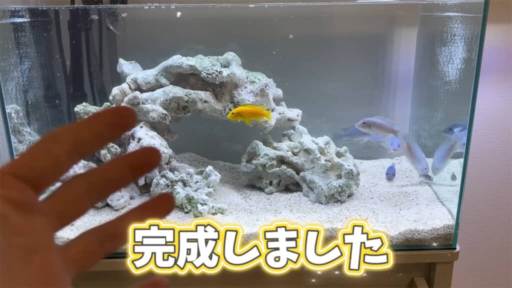 海水魚の水槽のような、すてきなレイアウトです