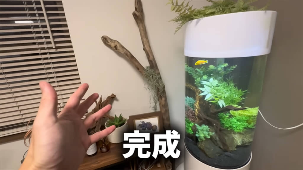 もう1つは円柱水槽を使用、おしゃれです
