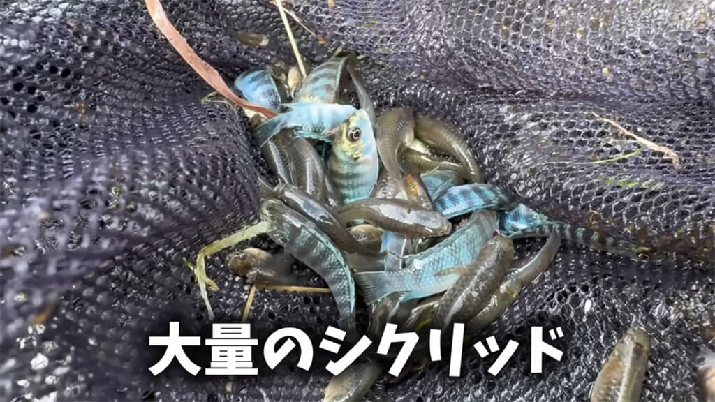 とんでもない数のシクリッドが獲れました