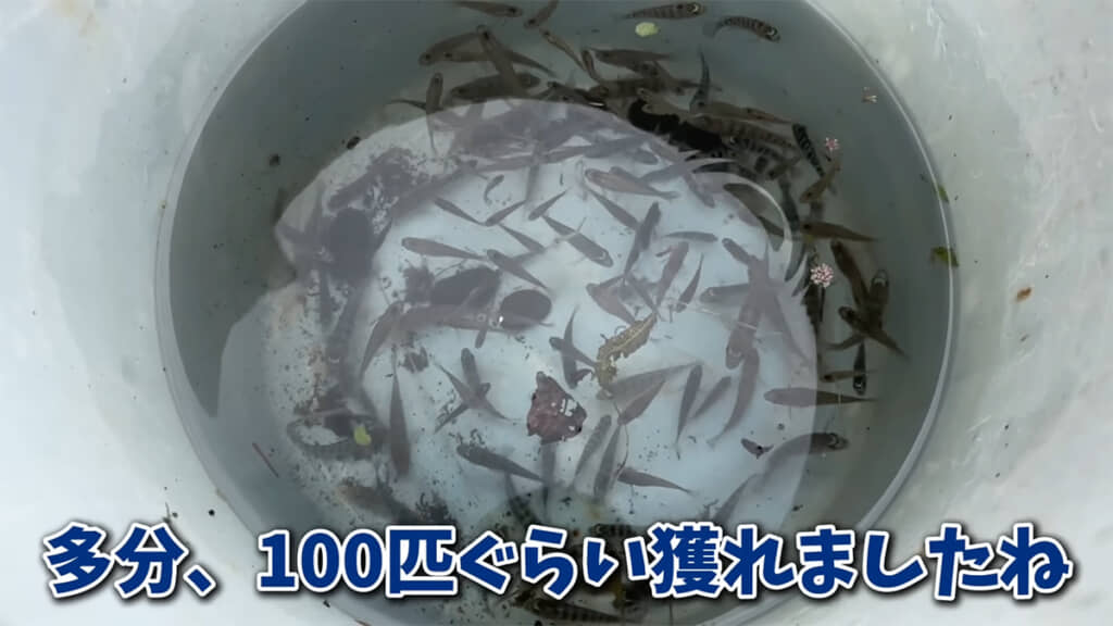 100匹全てが外来種だと思うと、いろいろと考えさせられます