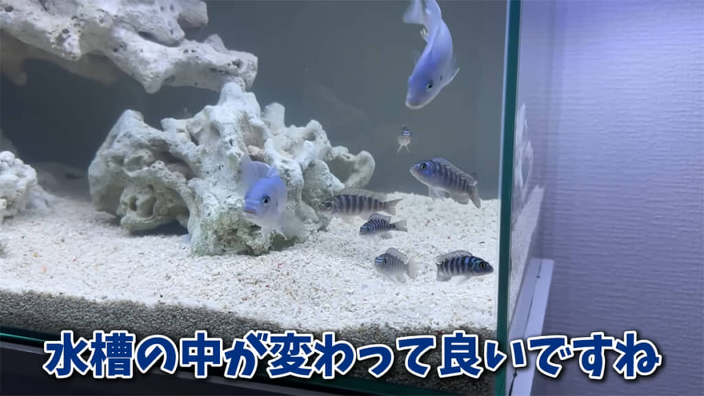 小さなシクリッドが入り、より一層にぎやかになりました