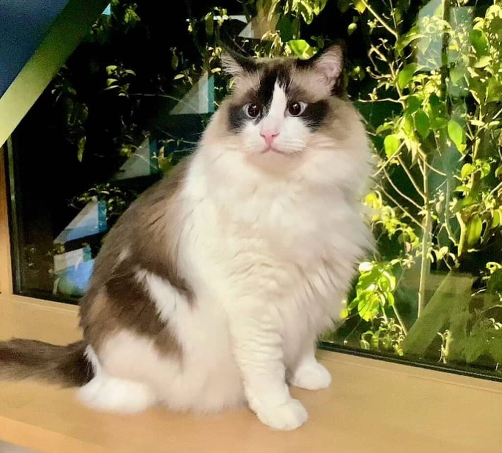 もふもふな毛並みをさわりたい……！