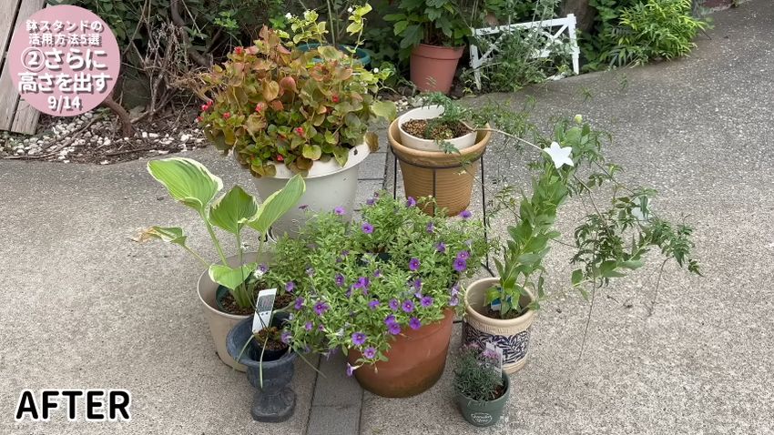 鉢スタンドを使って高くすることで見やすくした植木鉢
