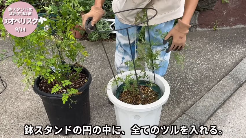 鉢スタンドの内側に植物のツルを収める様子
