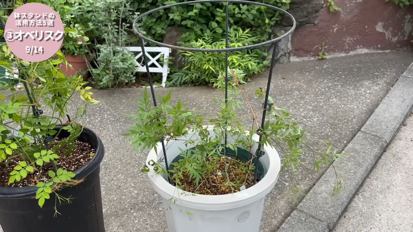 誘引クリップでスタンドに固定されたクレマチス