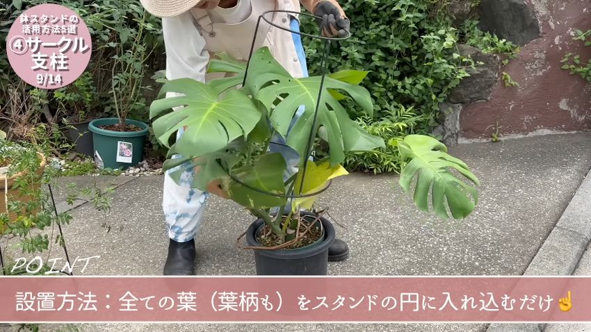 モンステラを鉢スタンドの内側に収める様子