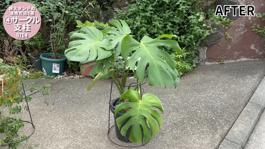 スタンド内に収まったモンステラ