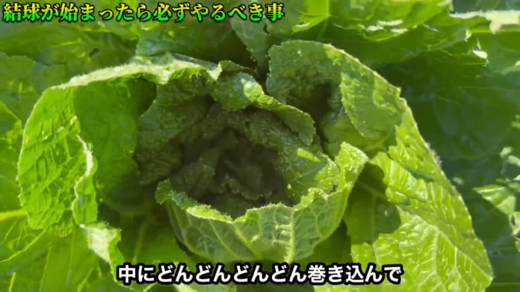 結球が始まった白菜の様子。こちらは植えてから1カ月以上が経過した白菜です