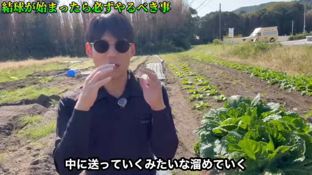 白菜の成長の変化に合わせて肥料も変えるのが重要とのこと