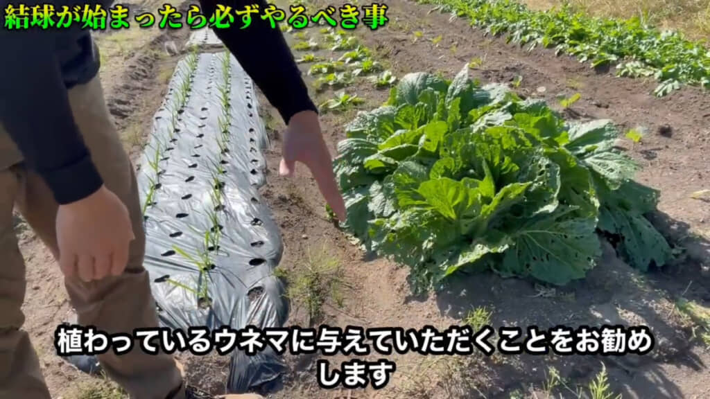 追肥は畝と畝の間に与えて、可能なら土寄せしましょう