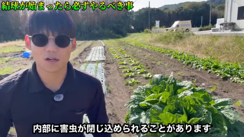 結球が始まったら害虫を白菜の球に閉じ込めてしまわないように注意！