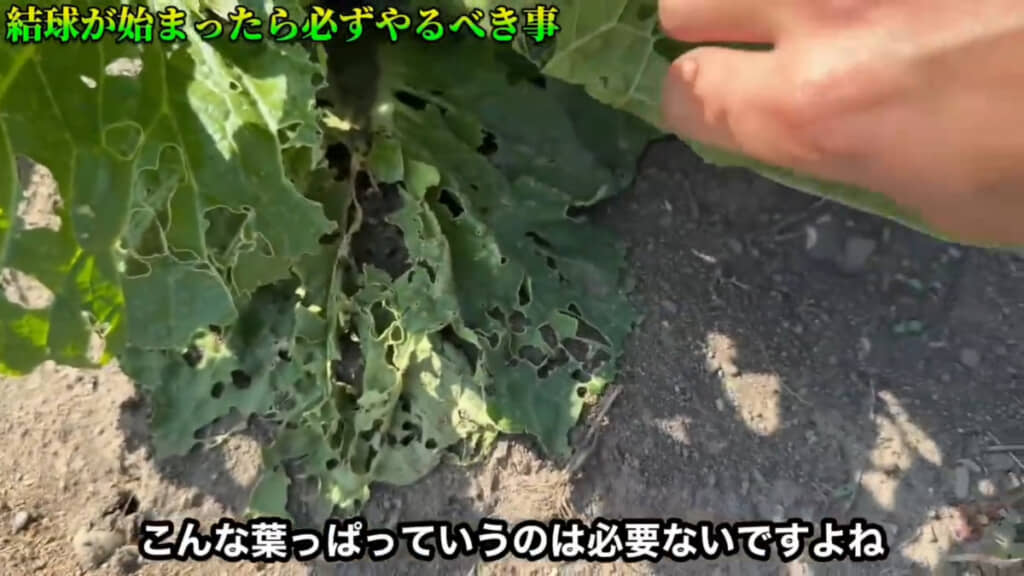 虫や乾燥でボロボロになった葉は取っていきます