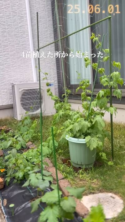 4つの苗からスタート