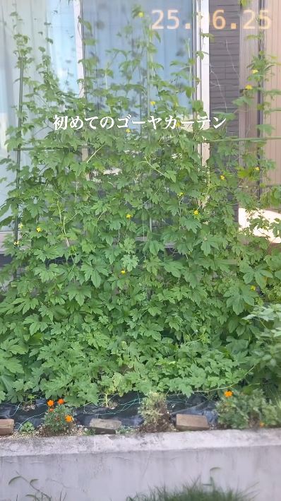 3週間弱でゴーヤカーテンに！