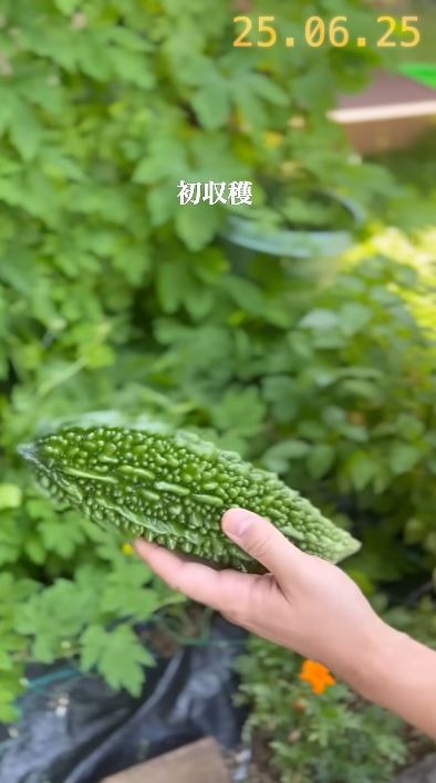 初収穫のゴーヤ