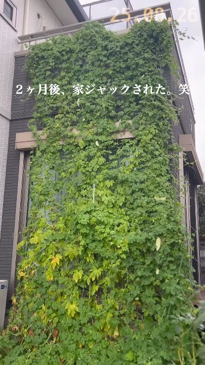 2カ月後に自宅をジャックしたゴーヤカーテン