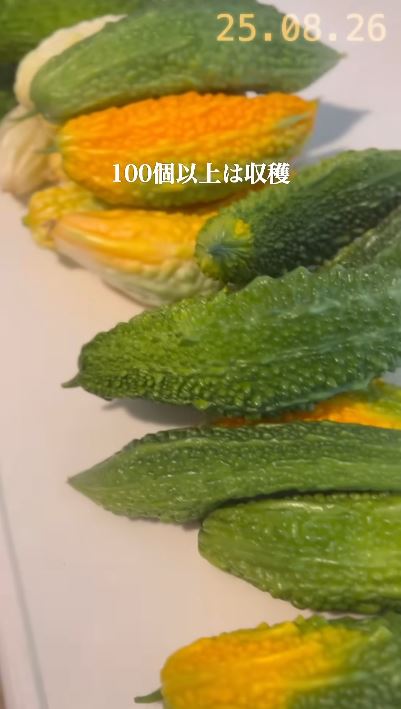 100本以上収穫されたゴーヤたち
