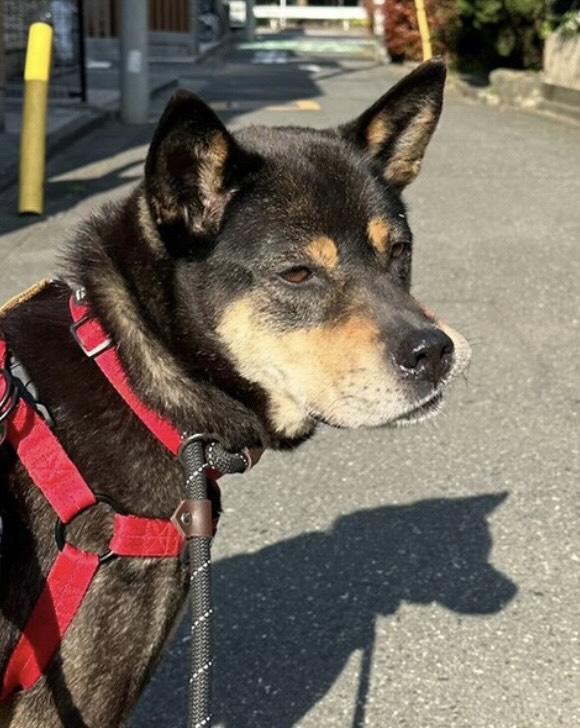 里親募集中時代のゴードンくん