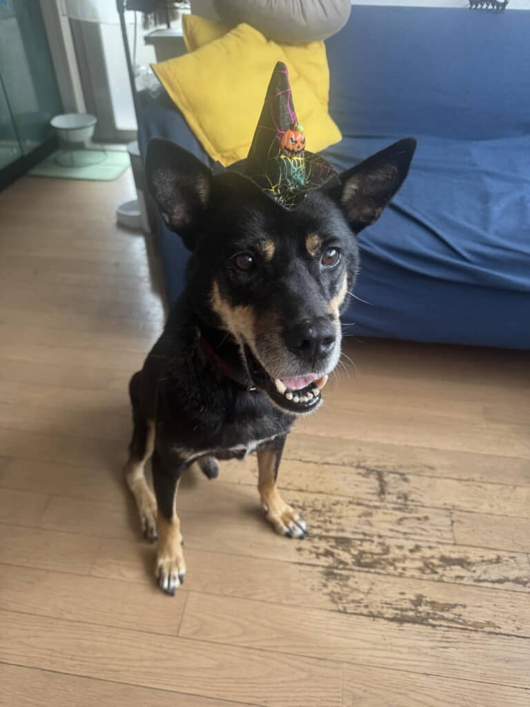 家でも落ち着いているゴードンくん