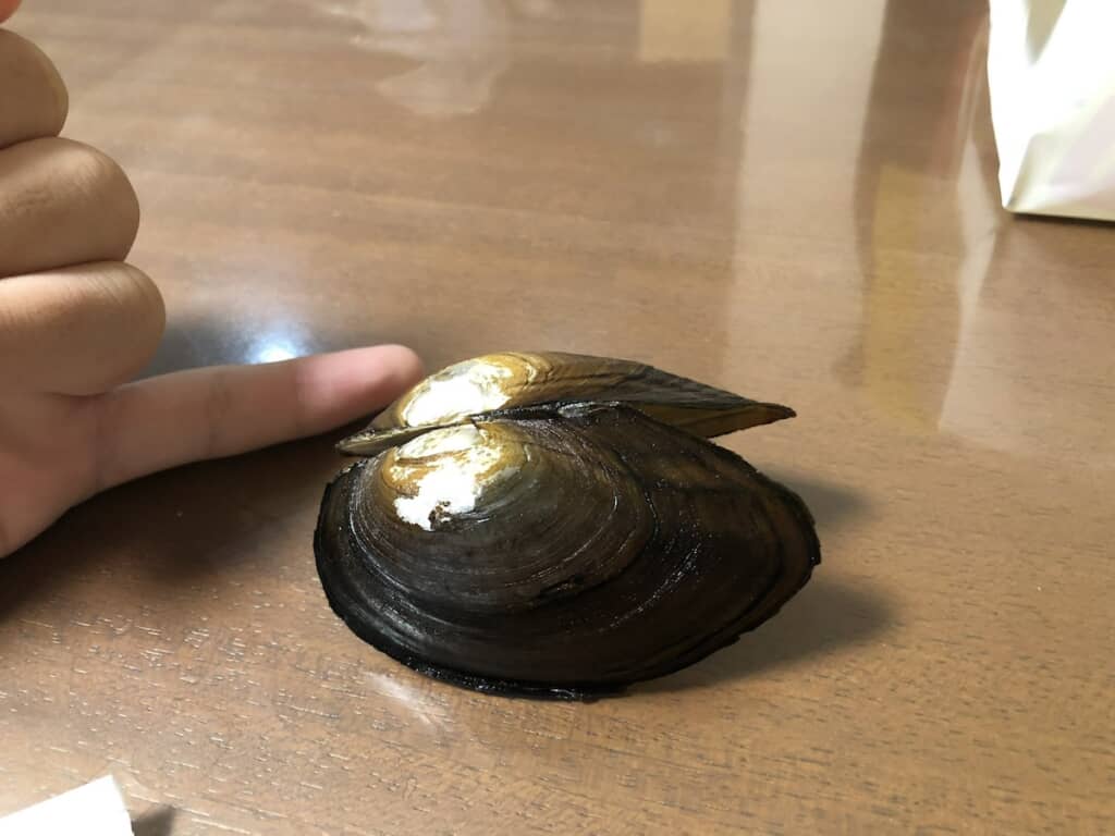 黒っぽい色の「ドブガイ」