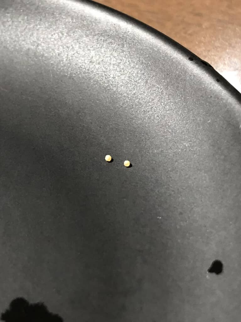 ちいさな真珠を発見！