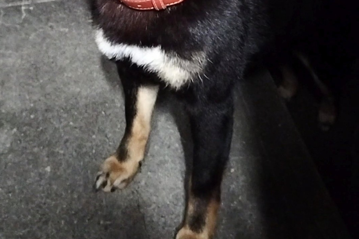 知り合いに「高倉健に似てる」と言われた柴犬→顔を見ると…… 納得する人続出の姿に「男前や」「なんなんだこの貫禄は…」(1/4) | 犬 ねとらぼ