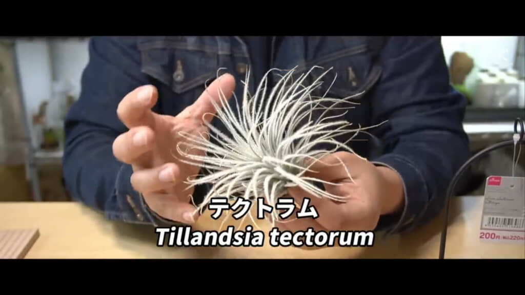 こちらのエアプランツを板付けしていきます