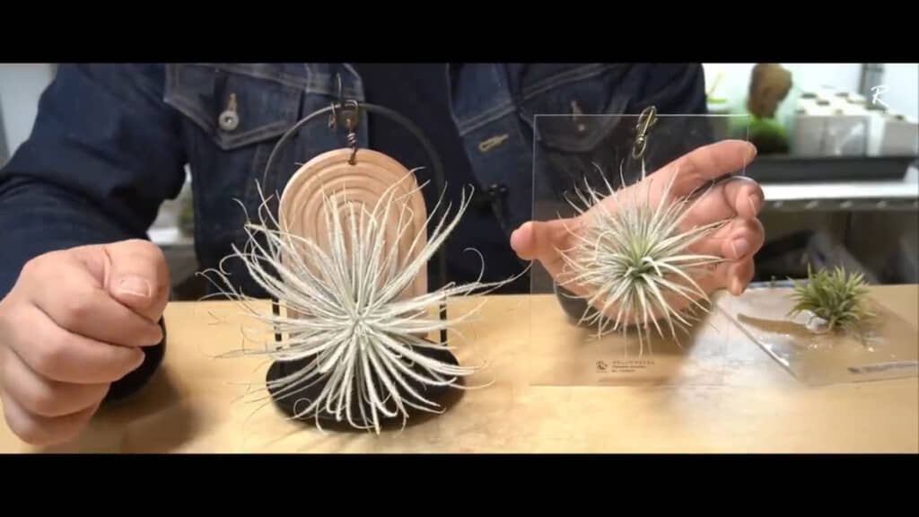 過去にはアクリル板に植物を板付けした作品も（画像右）