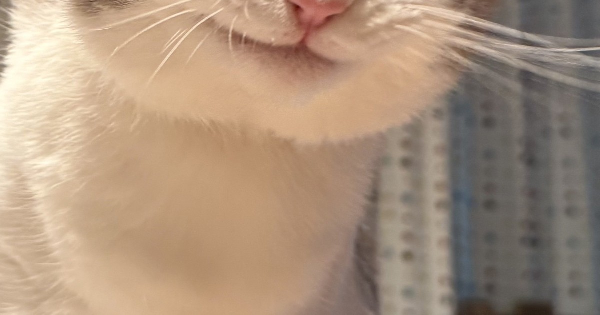 ごはんを待つ猫→顔を見ると……「これはもはや人間」　210万表示の“まさかの表情”に「ピクサーの映画に出てきそう」（1/2） | 猫 ねとらぼ