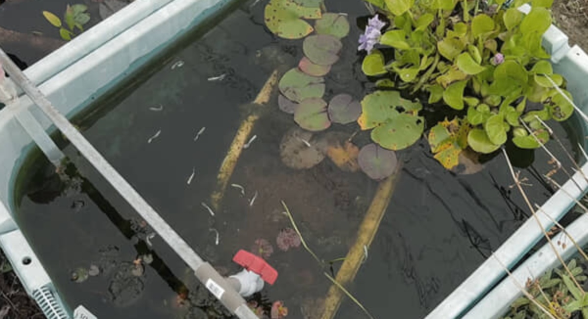 半年以上放置したビオトープを解体したら……　現れた大量の生き物に「こんだけ出てきました」（2/3） | その他生き物 ねとらぼ