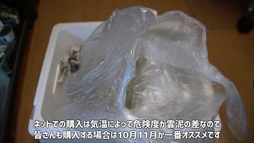 生体が入っている発泡スチロール