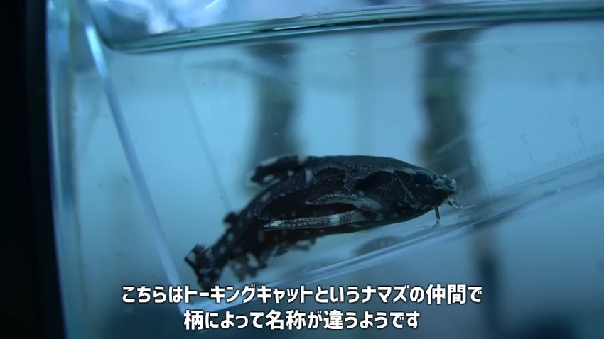 スポッテッドトーキングキャット