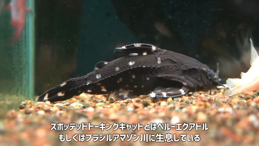 白い斑点が印象的なスポッテッドトーキングキャット