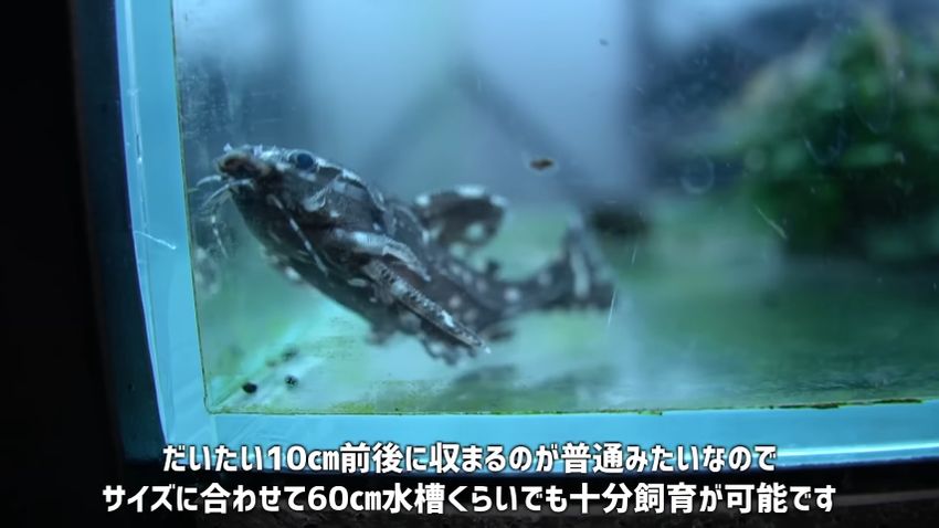 体長10センチくらいが大半というスポッテッドトーキングキャット