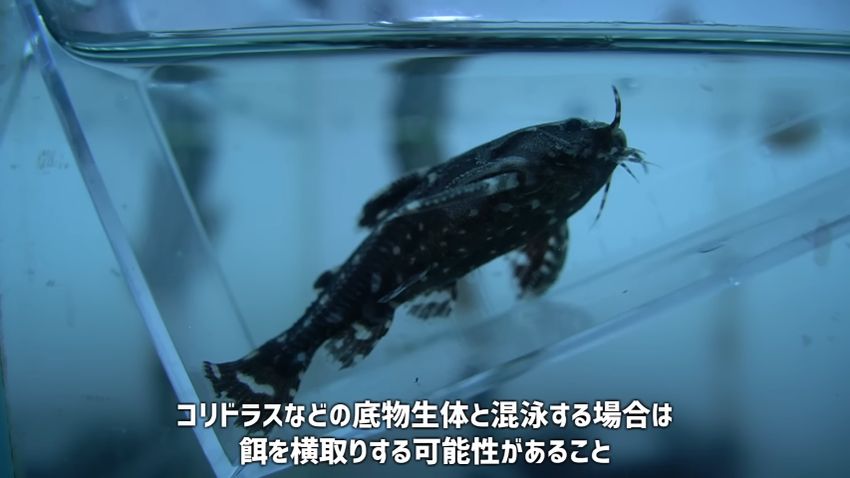 他の生体の餌を横取りする可能性がある