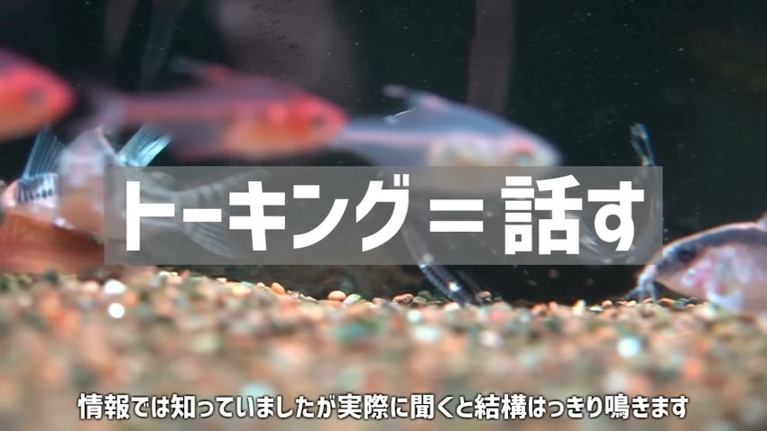 鳴くことが名前の由来のスポッテッドトーキングキャット