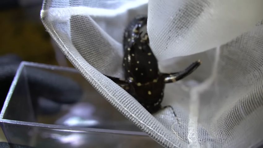 網の中で鳴くスポッテッドトーキングキャット