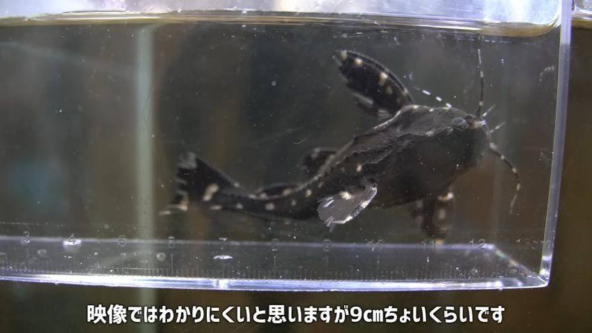 体長が9センチほどになったスポッテッドトーキングキャット