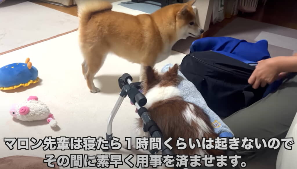 15分ほどお留守番をお願いすることに