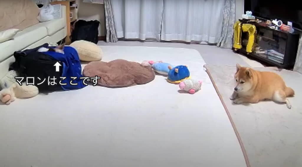 玄関とマロン先輩が見える位置をキープ