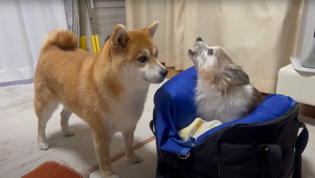 近くで吠えられても離れません