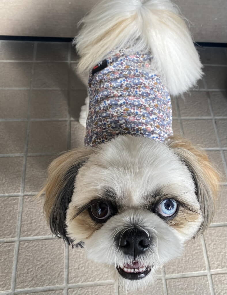 オッドアイのあおくん
