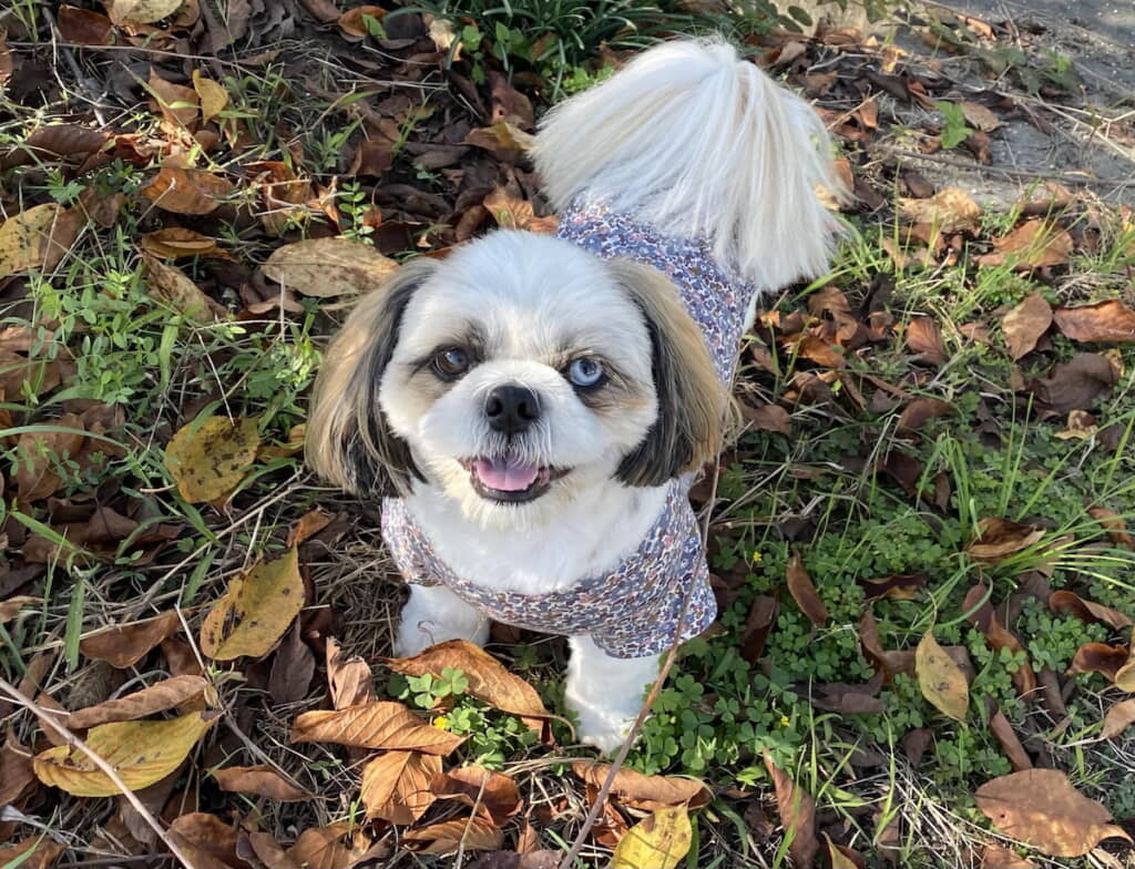 小学生「かわいいチャッキー」
